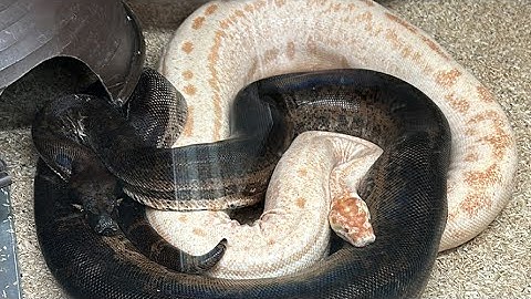 How to breed boas successfully💪🏻🐍