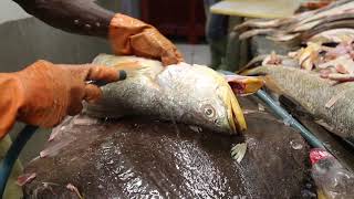 French Guiana Market Fish market \/ France Guyane française Cayenne Marché aux poissons