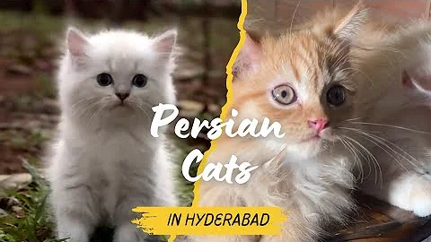 Video 9187611: bengal cat persian, breed maine coon, best persian cat