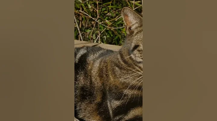 Watch the video about LA Perm Cat Breed 101 || LA Perm Cat Breed Personality || Food || Color || #cutecats #cutecatshorts