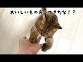 ママの手の臭いの異変にいち早く気がつき近寄ってくる猫がこちらです…