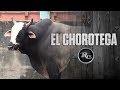 🐮🔥 Toro El Chorotega | RysolTV