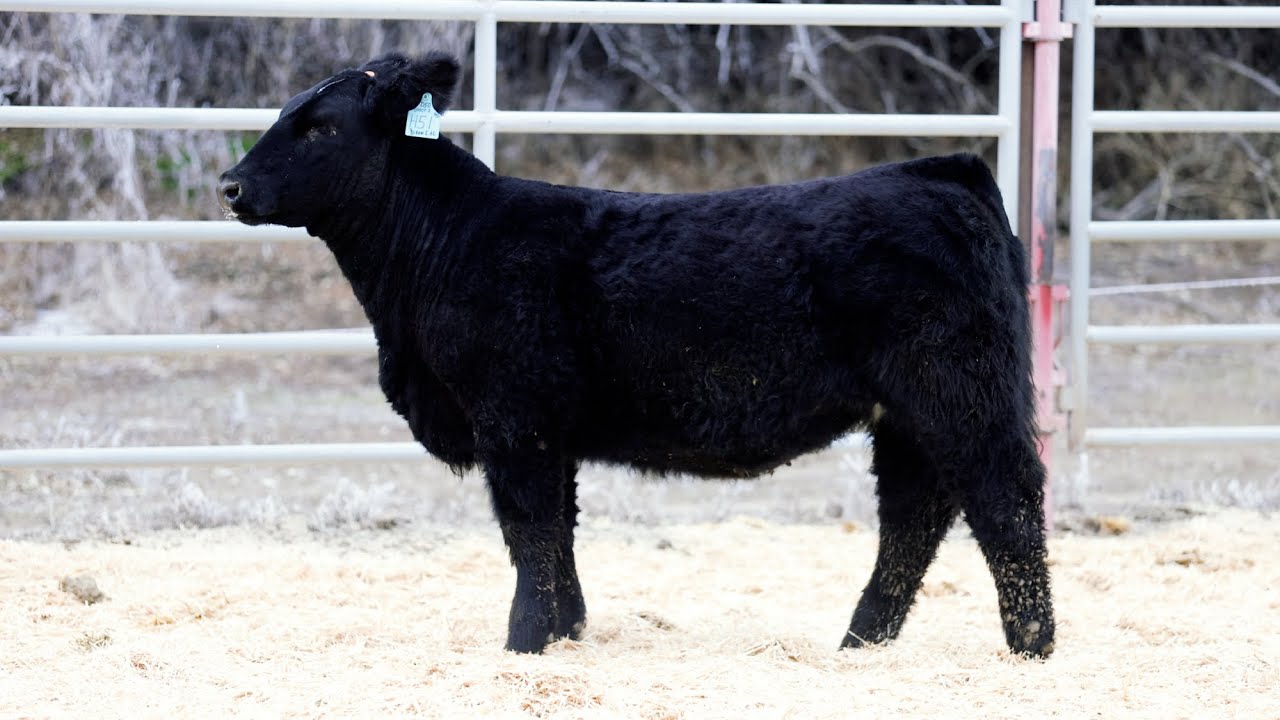 Tag H51 2023 Holiday Heifer Sale Dixon Land and Livestock YouTube