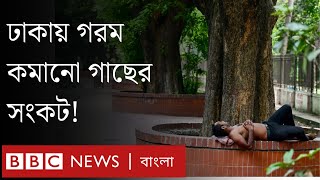 গরমে যে গাছগুলো কমাতে পারে তাপ | BBC Bangla