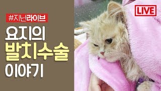 요지의 발치수술 이야기 / 남집사의 김치비빔국수 만들기 _ 2017.06.10 라이브 {김메주와고양이들}