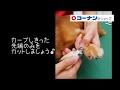 ワンちゃんホームケア　爪切り の動画、YouTube動画。