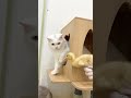 Funny Cats were surprised to see the ducklings 🤣😹 #Shorts #Funny #cats #ducks #kitten