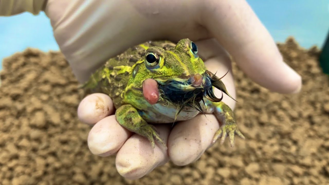 お迎えしてから一度も自分で餌を食べないアフリカウシガエル African 