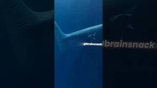 documentary video of one of the deep sea monsters #fishing #shorts #sea