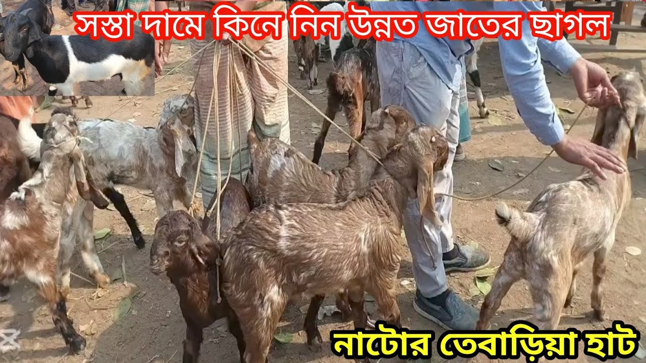 সস্তা দামে  ফার্ম উপযোগী ছাগল কিনুন আজই||নাটোর তেবাড়িয়া হাট||ছাগলের দাম দর-২০২৬||Goat price bd-2026|