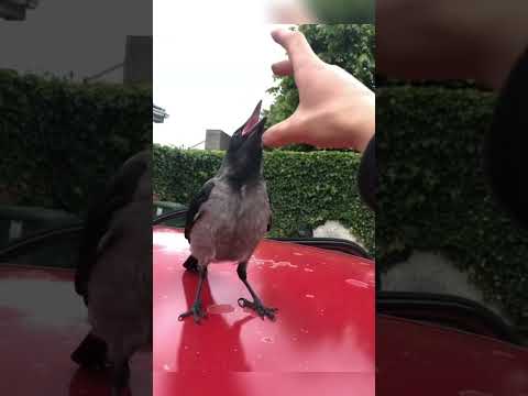 Video: Doodt veldleeuwerik andere vogels?
