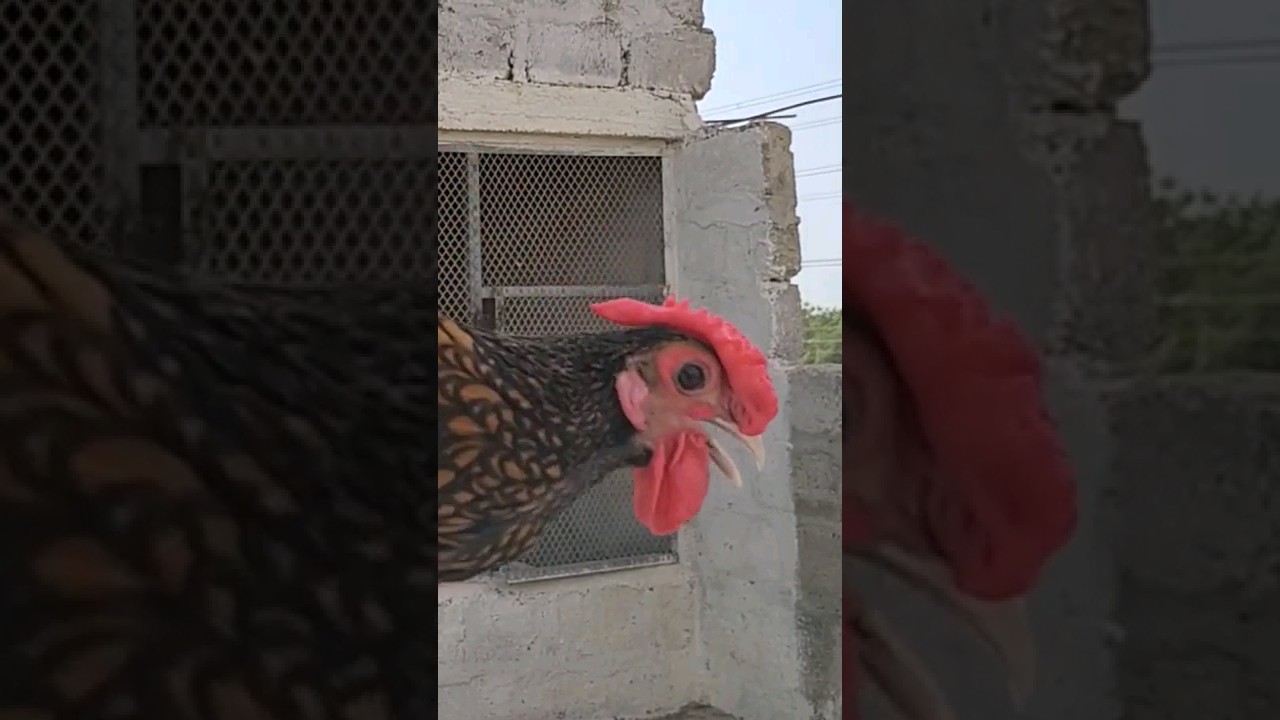 Unique Golden Sebrite 😊