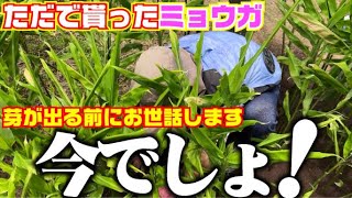 【ほったらかしでもグングン育つミョウガ・・・】このままでも充分美味しいですが、お世話をしてもっと「美しい」ミョウガを育てます。