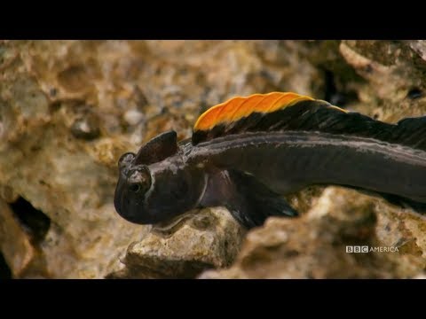 Video: Tutto Su Blenny Fish E Cura - Cura Dei Blennoidi