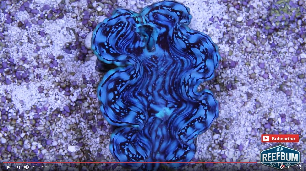 Blue Squamosa Clam – A Mollusk With Wow Factor - ReefBum