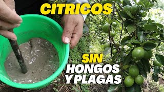 Foliar, Insecticida, Acaricida y Fungicida Aplica este compuesto a tus Plantas de Limón o Cítricos