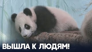 Панду Катюшу в Московском зоопарке теперь может видеть публика