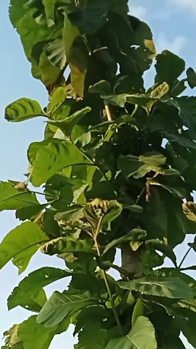 ngecek anakan burung kutilang berubah jadi anakan tekukur #burungkicau #birds #carisarangburung