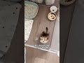 cute cat#stitchtricks #gadgets #funny #shortsviral