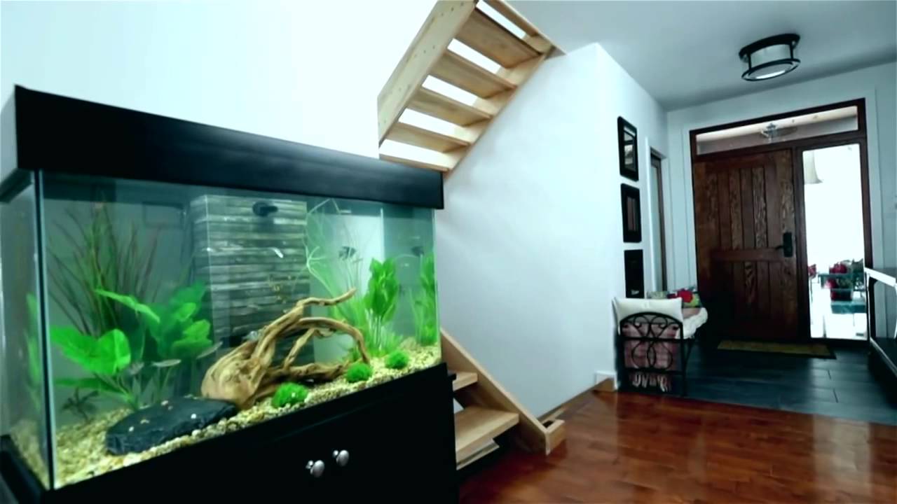 Introducing the FLUVAL Accent Aquarium YouTube