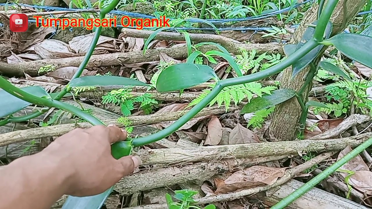 Teknik Pengaturan Sulur Pada Vanili Agar Produktif Berbuah Dan Berumur Panjang
