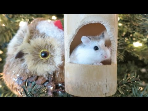 Hamster Christmas Ornament! - YouTube Hamster Christmas Ornament! - Hamster Christmas Ornament! - YouTube