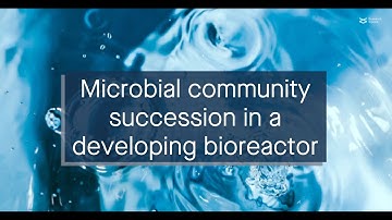 Colonization and succession in a full scale partial nitritation anammox moving bed biofilm