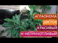 ЛУЧШИЙ КОМНАТНЫЙ ЦВЕТОК ДЛЯ ТЕНИСТЫХ МЕСТ!