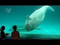 Beluga Dolphin Speaking. Sea Animal Show 4 【4K】