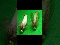 microjig #insects #spinning #butterfly