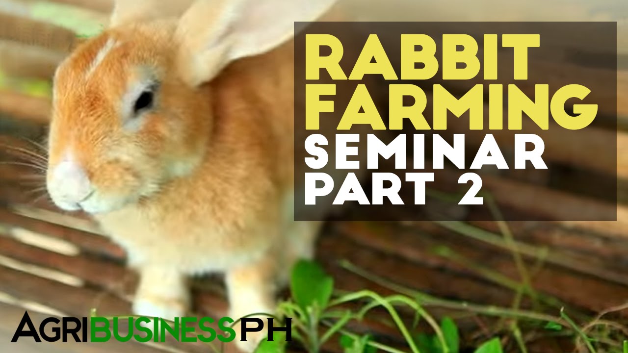 Rabbit meat production Rabbit farming seminar part 2 Agribusiness