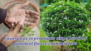 How to grow crape jasmine plant from cuttings | how to propagate pinwheel flower plant/chandni plant