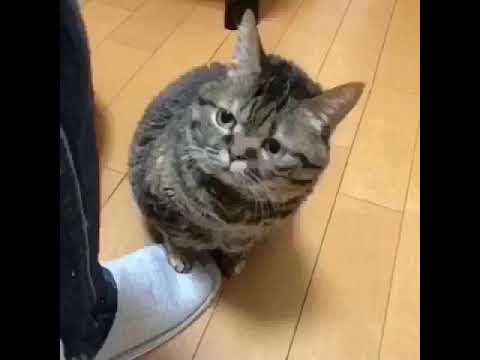 が 動画 猫 しゃべる