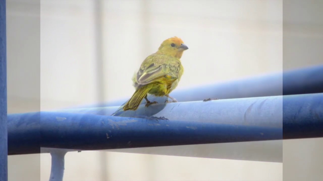 Saffron finch Waimea, Kauai, Hawaii 