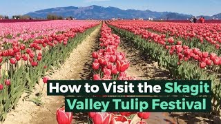 How to Visit the Skagit Valley Tulip Festival in 2019