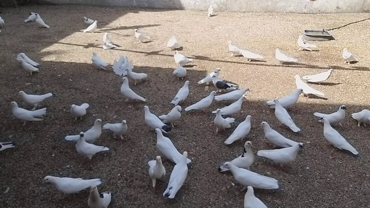 давних фото голубей в г баку предлагаем своим