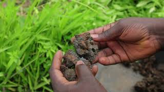 (S4A Field Observation Protocol) Soil Drainage