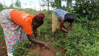 Typical African village life\/\/ how we harvest sweet potato. village life in Uganda #sweetpotato