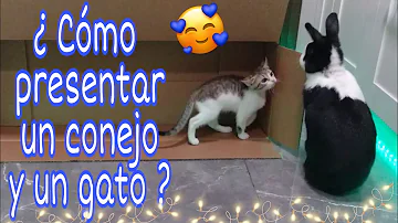 ¿Se puede criar un gato con un conejo?