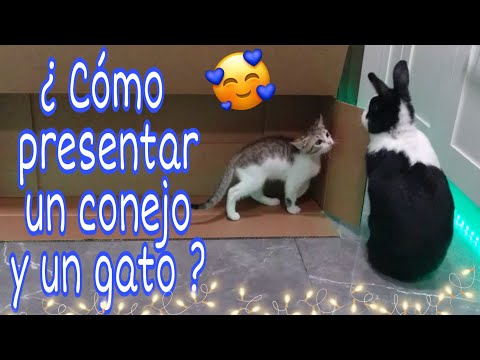 Conejos y gatos convivencia