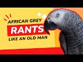 This african grey parrot rants like an old man