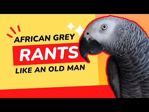 This African Grey Parrot Rants like an Old Man