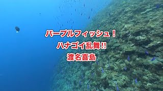 ハナゴイの乱舞！パープルフィッシュ