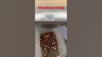 Single chute color sorter separate kernels and shell#macadamia