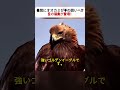 昼間にオオカミが羊の囲いへ!? 空の猛禽が登場！ #野生動物 #ゴールデンイーグル #牧場 #自然観察 #動物の世界
