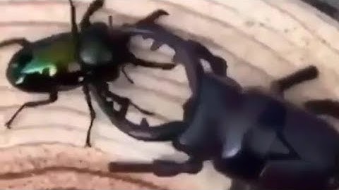 Big Robot Bug On the Right Encounters The Real Bug