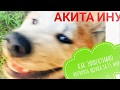 Щенок Акита Ину Сату играет как кошка. Как эффективно выгулять энергичную собаку.