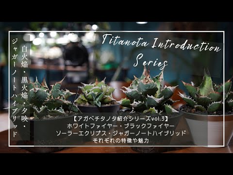 アガベチタノタ紹介シリーズvol.3】ホワイトファイヤー・ブラック