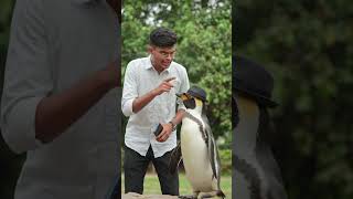 I Interrogated a Suspicious Penguin… and It Got Weird 🐧❄️ | AI Short Film