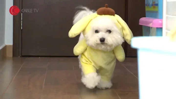 比熊犬得意似嚿雲 曾發狂咬瘀狗主塊面 惡到無狗狗朋友 Eric Ko教用狗繩教狗去狗公園社交【煉狗術師S2 EP15-2】 - 天天要聞